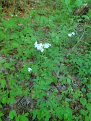 Cardamine dentata