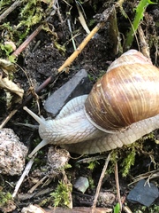 Helix pomatia