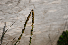 Plantago maritima juncoides