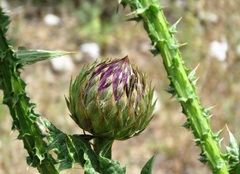 Onopordum cynarocephalum