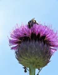 Onopordum cynarocephalum