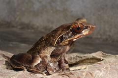 Xenophrys