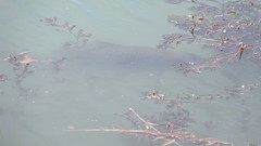 Ctenopharyngodon idella