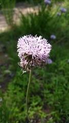 Marshallia legrandii