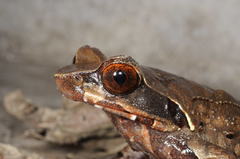 Xenophrys