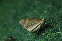 Chloroclysta siterata