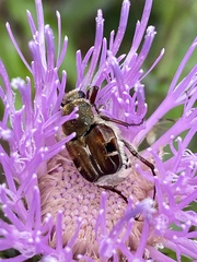 Trichiotinus piger