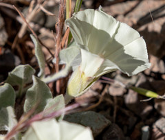 Calystegia malacophylla pedicellata
