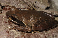 Xenophrys