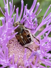 Trichiotinus piger