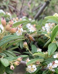 Apis mellifera