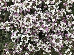 Triphysaria versicolor versicolor