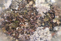 Aloina aloides
