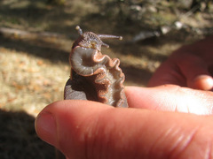 Monadenia infumata
