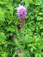 Liatris spicata