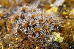 Syntrichia caninervis