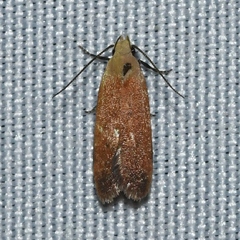 Anacampsis fullonella