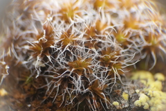 Syntrichia caninervis