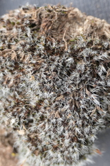 Grimmia crinita