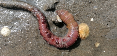 Blow Lugworm, photo 7 of 10