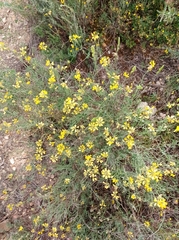 Coronilla minima