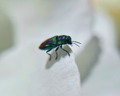 Bilyaxia concinna