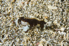 Acanthosphex leurynnis