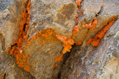Trentepohlia flava