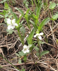 Viola accrescens