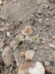 Echinaria capitata
