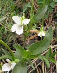 Viola accrescens