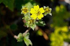 Potentilla villosa