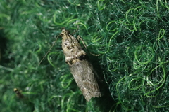 Trachonitis cristella