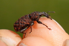 Steremnius tuberosus