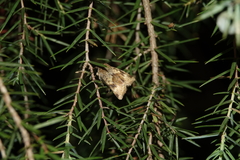 Heliothis adaucta