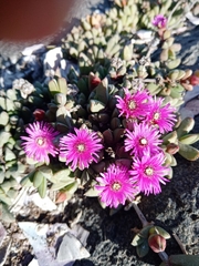 Antimima granitica