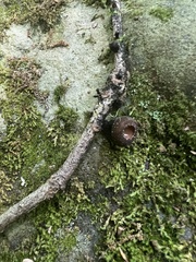 Galiella