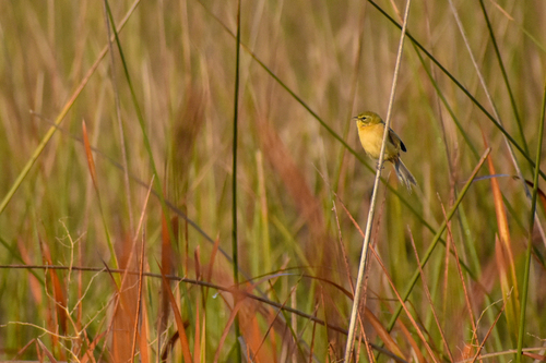 Long-tailed Reed Finch (Donacospiza albifrons), photo 7