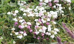Triphysaria versicolor versicolor