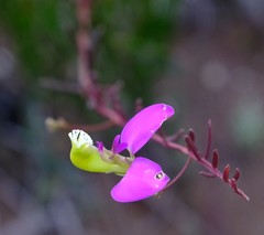 Polygala peduncularis