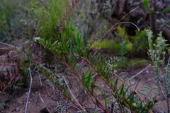 Polygala peduncularis