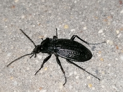 Carabus rugosus celtibericus
