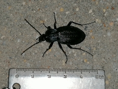 Carabus rugosus celtibericus