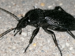 Carabus rugosus celtibericus