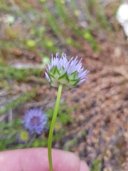 Jasione maritima