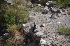 Garrulus glandarius atricapillus