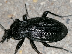 Carabus rugosus celtibericus
