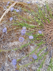 Jasione maritima