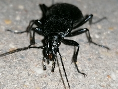 Carabus rugosus celtibericus