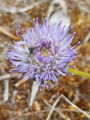 Jasione maritima
